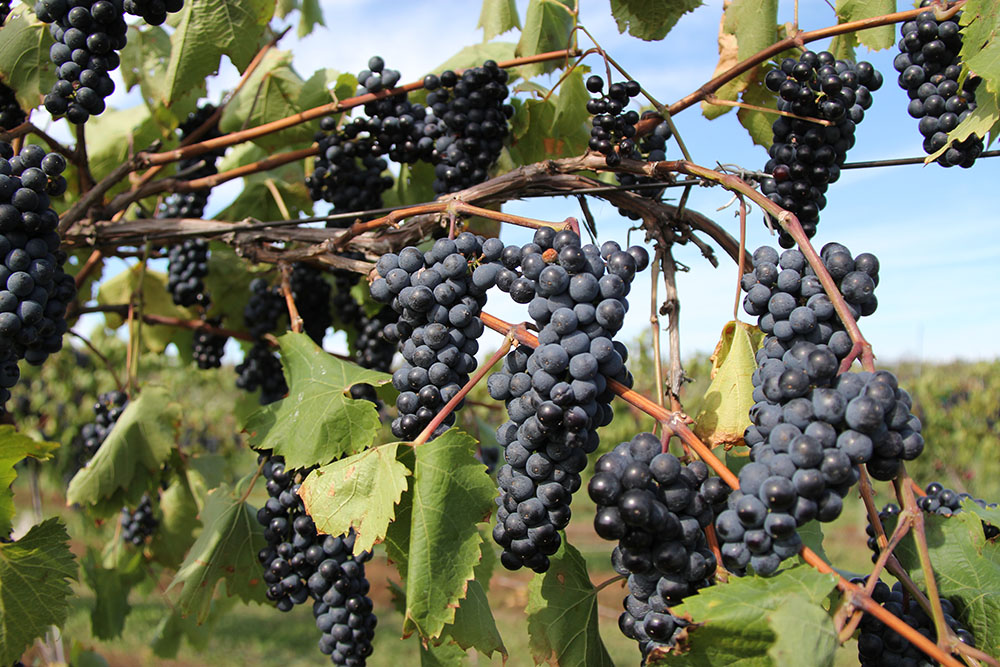 Wine grapes on the vine