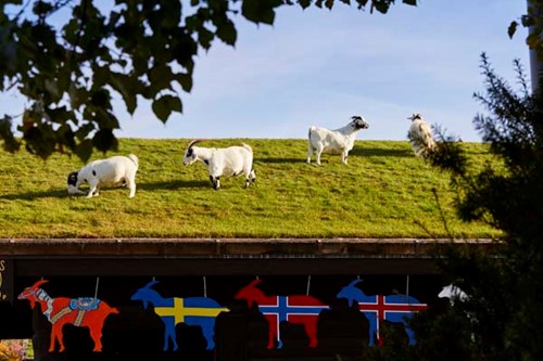 Four goats on a grass-covered roof at Al Johnson's.
