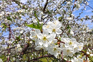 Closeup of a blossoming tree