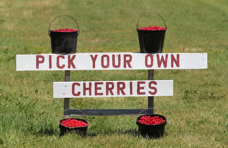 Cherries Cherries