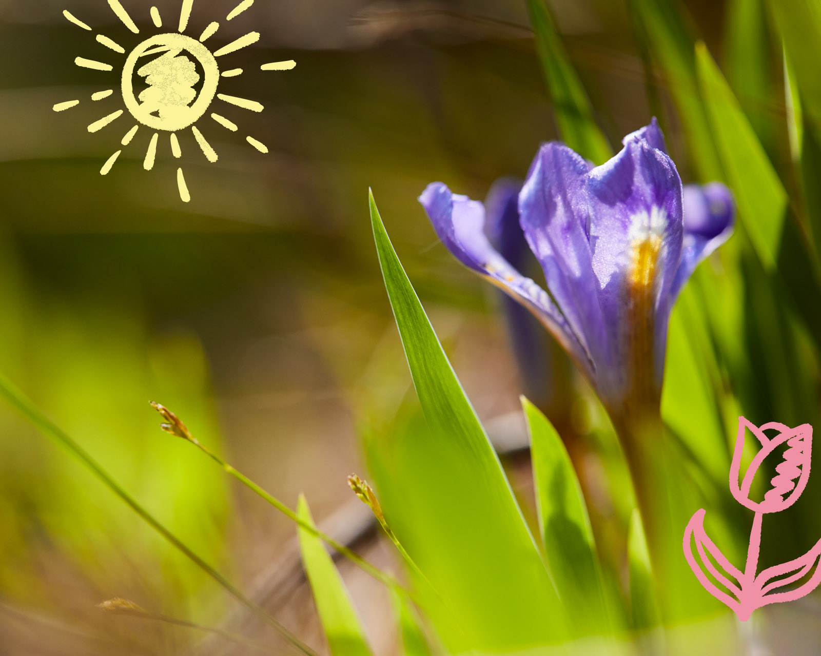 Spring in Door County 3 Tips for Enjoying Wildflowers