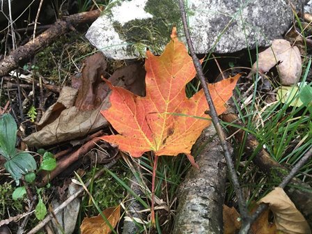 An orange leaf on the ground.