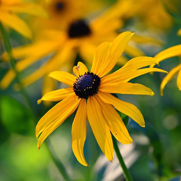 Black-Eyed Susan