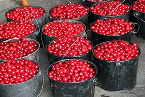 Buckets full of cherries.