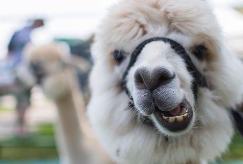 Closeup of a llama