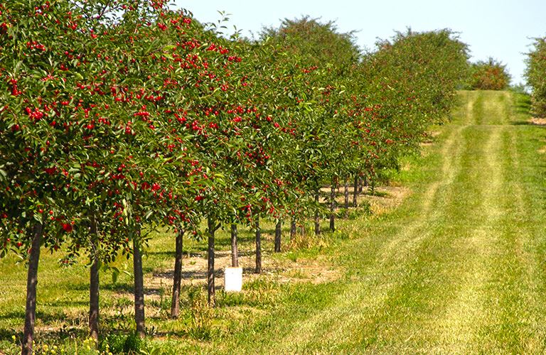 Door County Cherries Experience Destination Door County