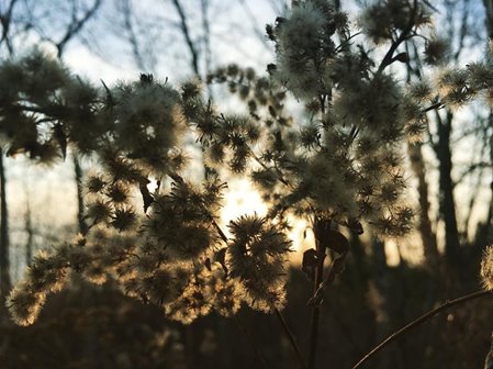 Close up of a back lit plant