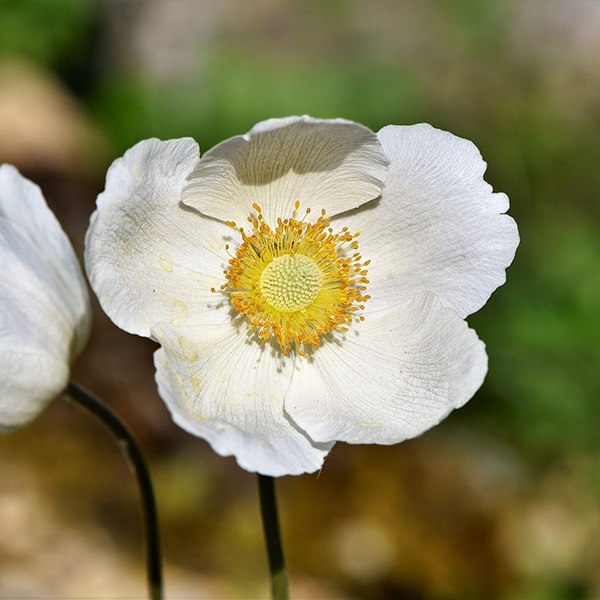 Canada Anemone