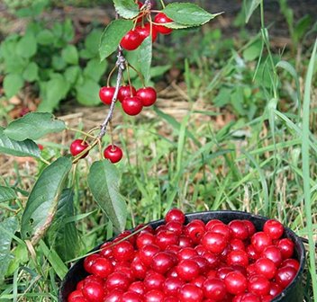 Door County Cherries - Experience