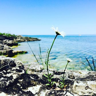 A close up of flowers with the lake in the background