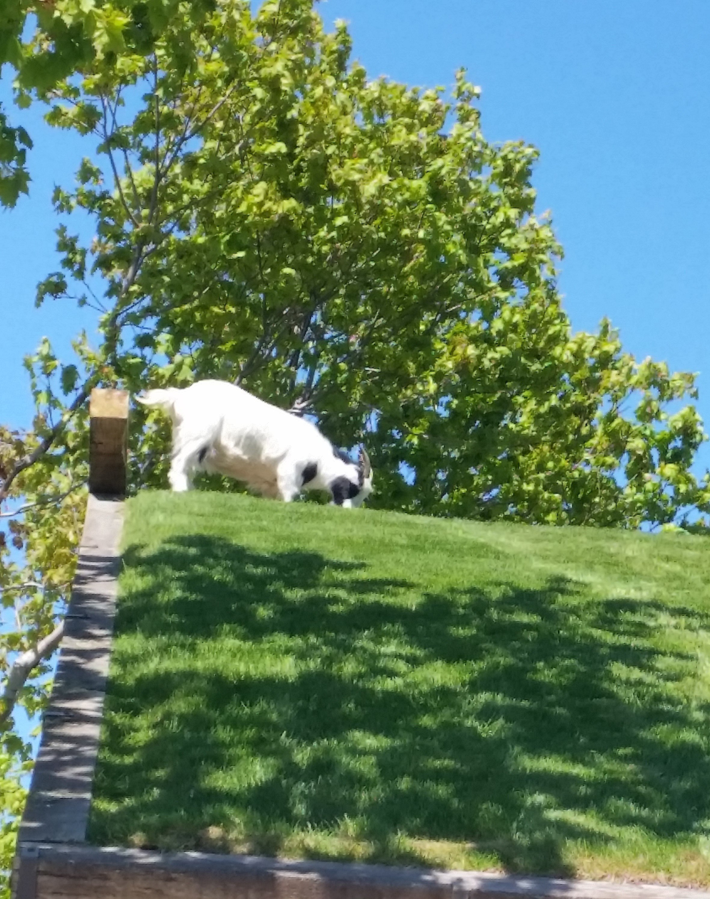 A goat grazing on grass.