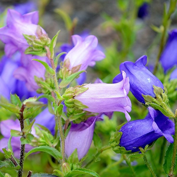 Harebell (Bluebell)