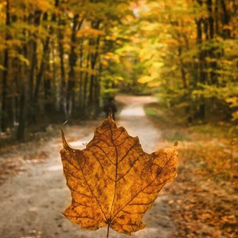 An autumn leaf with colorful trees in the background.