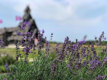 Purple flowers in a field with a wooden chapel in the background.