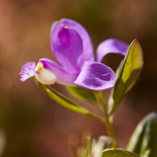 Fringed Polygala (Gaywings)