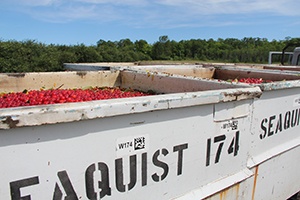 Large metal bins full of cherries.