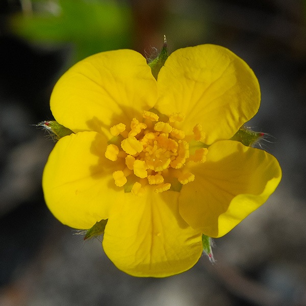 Silverweed