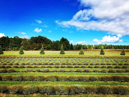 Rows of trees and shrubs