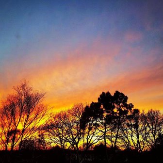 The sun setting beyond silhouetted trees.