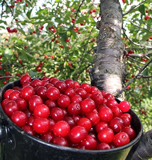 Door County Cherries - Experience