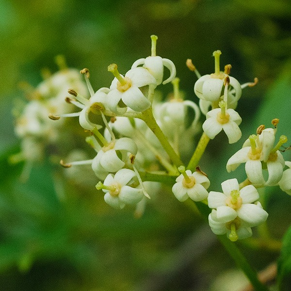 Red-Osier Dogwood