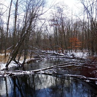 Snow covered trees and branches over and inlet of water