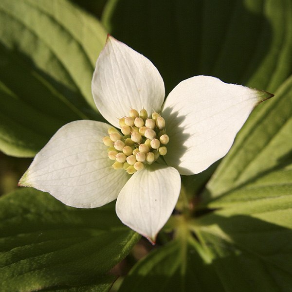 Bunchberry