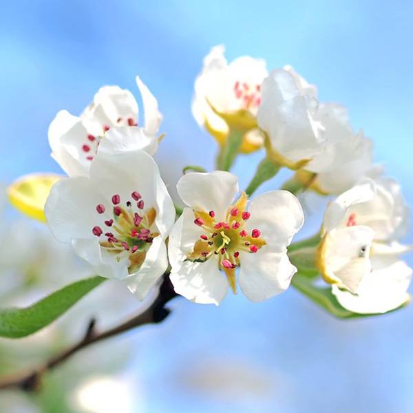 Apple Blossoms