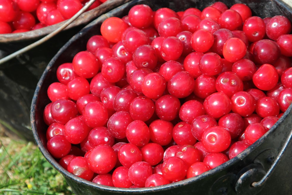 Door County Cherries - Experience