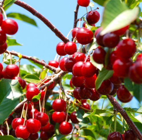 Door County Cherries - Experience | Destination Door County